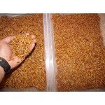 1100 Count Live Mealworms Organically Grown By Bassett's Cricket Ranch