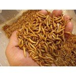 1100 Count Live Mealworms Organically Grown By Bassett's Cricket Ranch