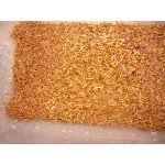 1100 Count Live Mealworms Organically Grown By Bassett's Cricket Ranch