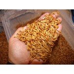 1100 Count Live Mealworms Organically Grown By Bassett's Cricket Ranch