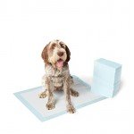 Basics Pet Training and Puppy Pads
