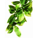 Exo Terra Plastic Terrarium Plant, Large, Mandarin