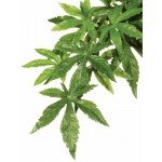 Exo Terra Plastic Terrarium Plant, Large, Mandarin
