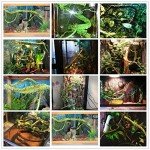 Jungle Vines Flexible Pet Habitat Decor for Lizards, Frogs, Snakes and Other Reptiles
