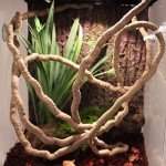 Niteangel Jungle Vines, Reptile Habitat Décor